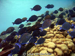 Riding the "Tang" Highway by Lisa Hinderlider 